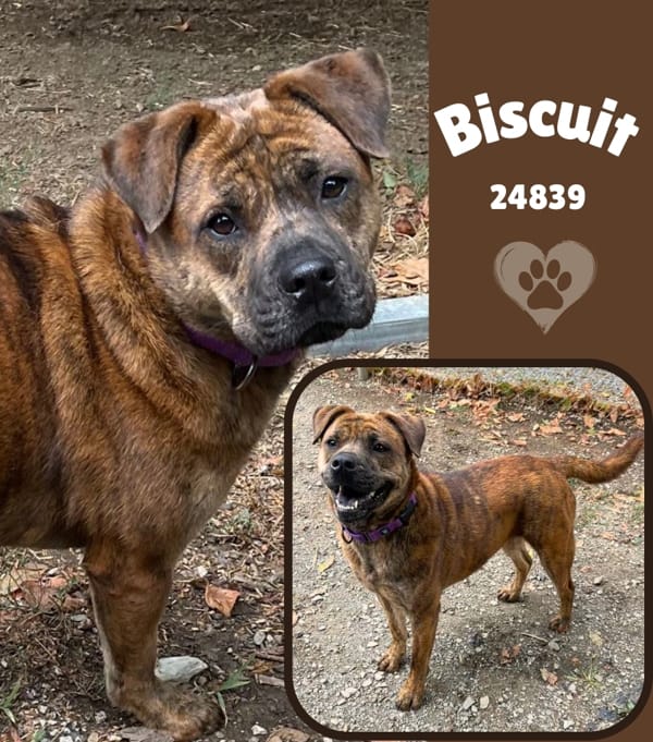 Biscuit