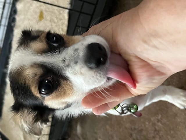 Roxie