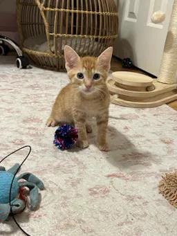 Pedro
