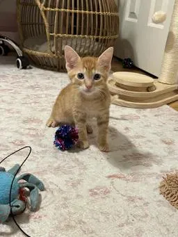 Pedro
