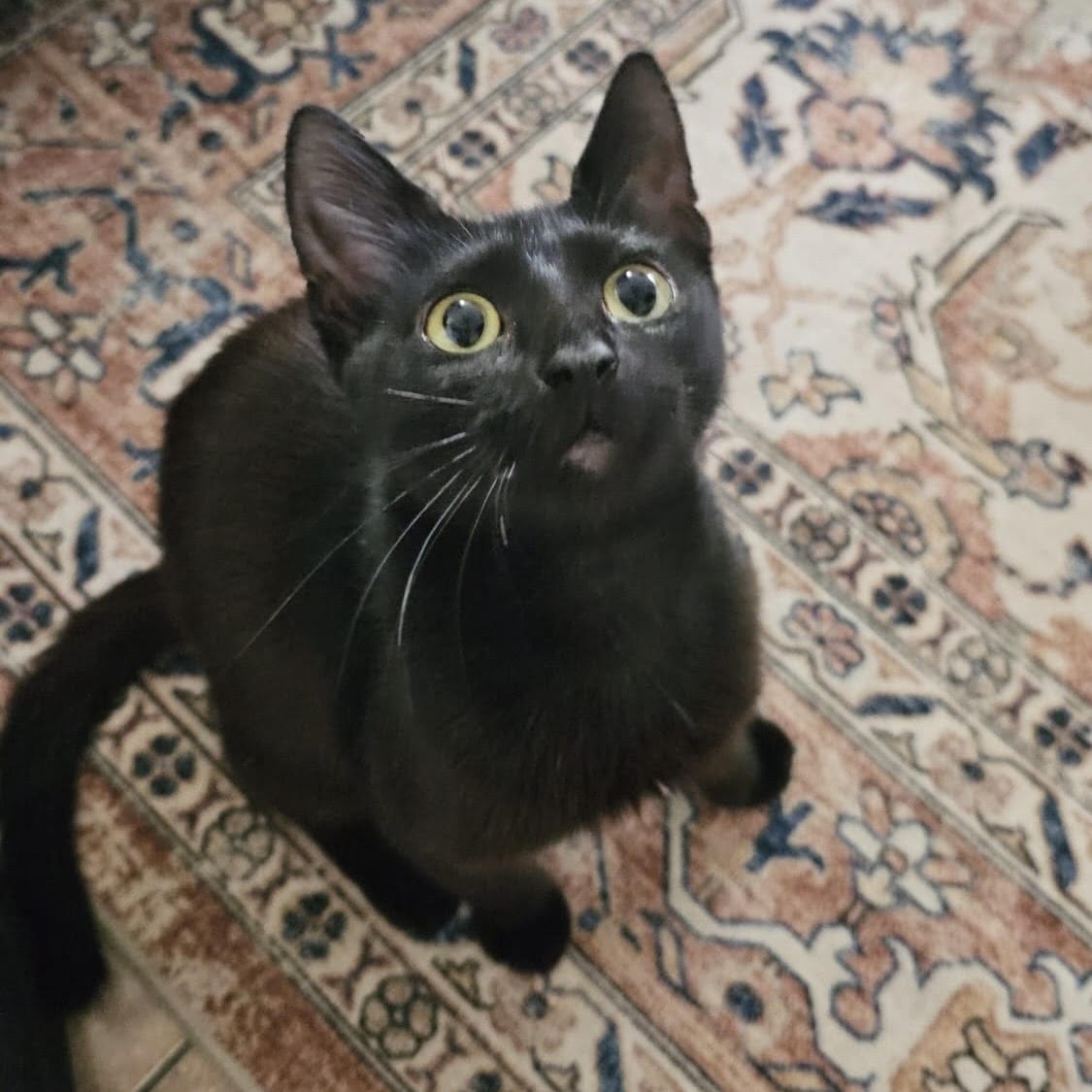 Sammie