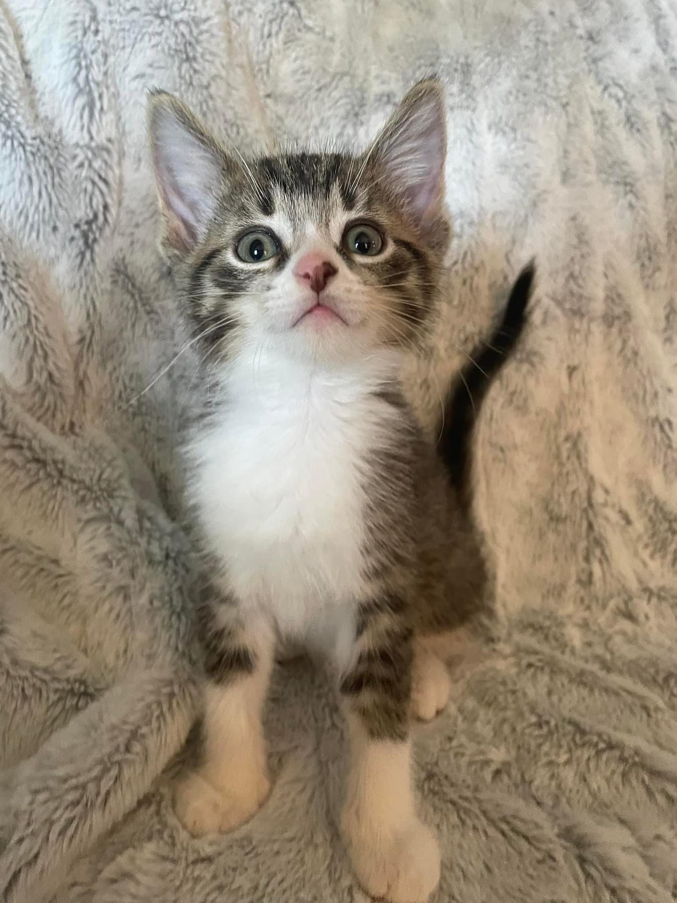 Oliver