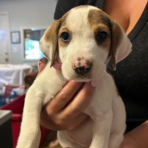 Darla