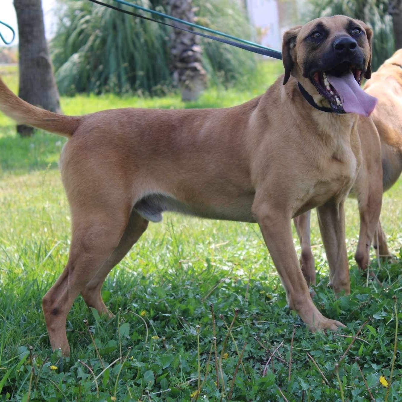 Canelo