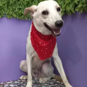 Guero
