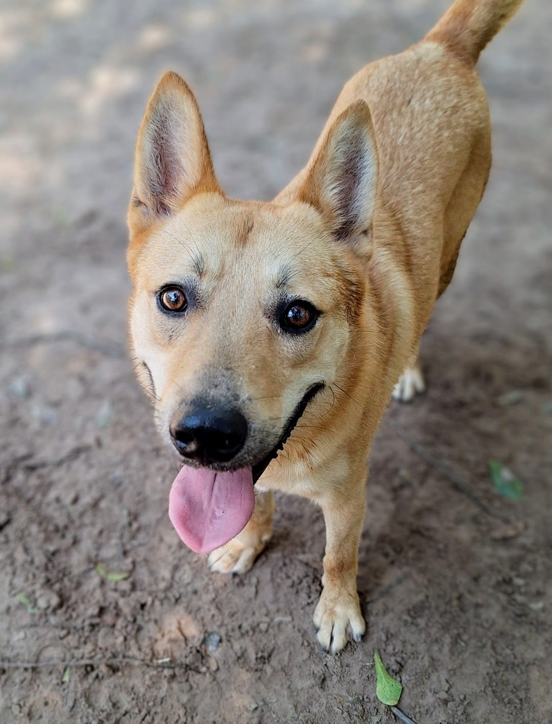 Roscoe