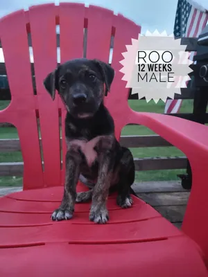 Roo