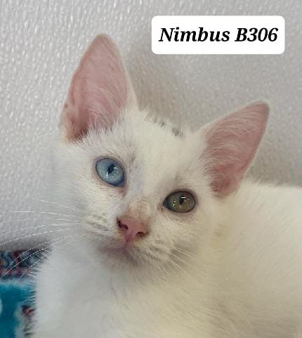 Nimbus