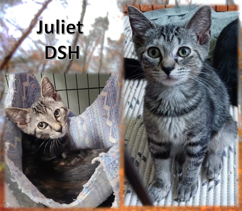 Juliet