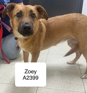 Zoey