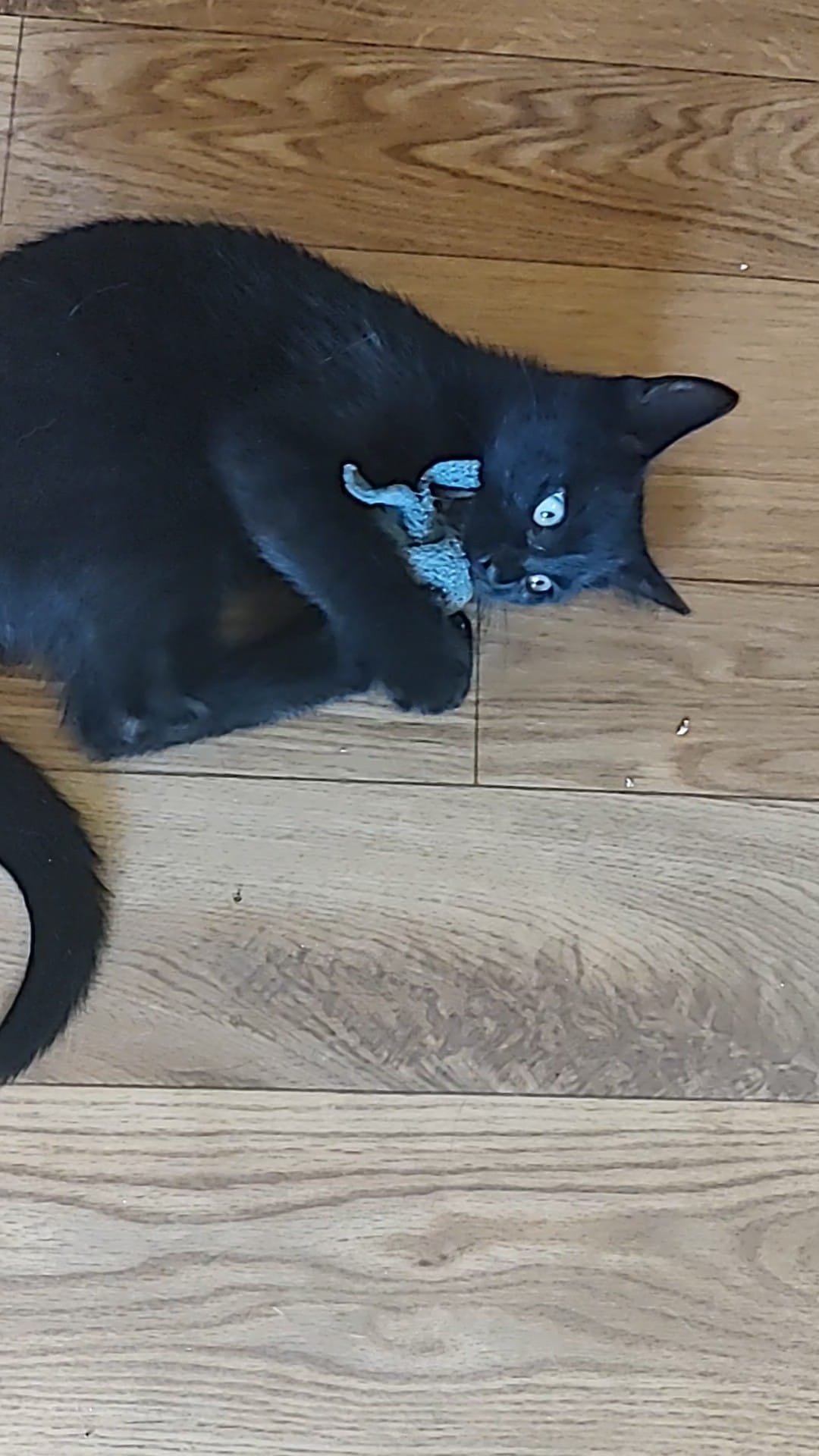 Squeak