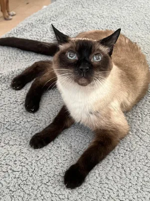 Bella