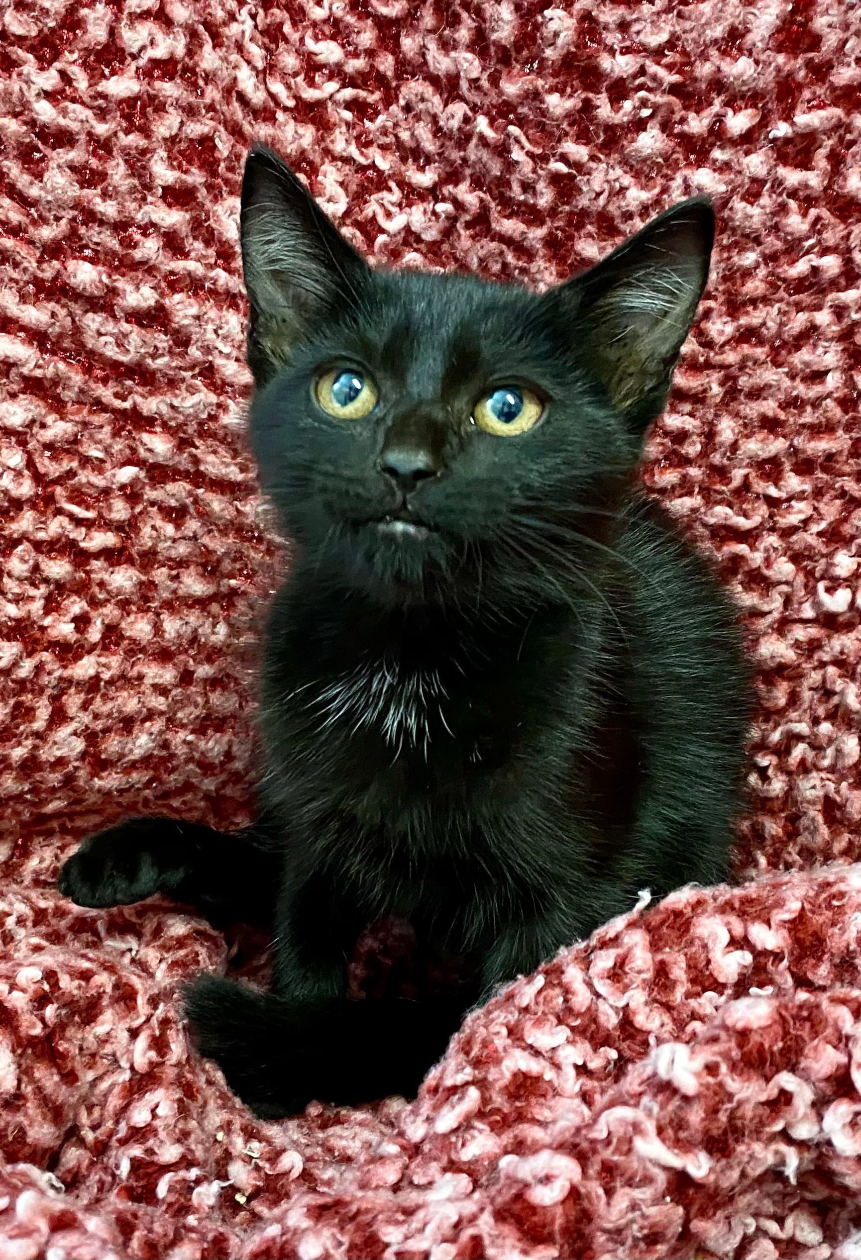 Pepper