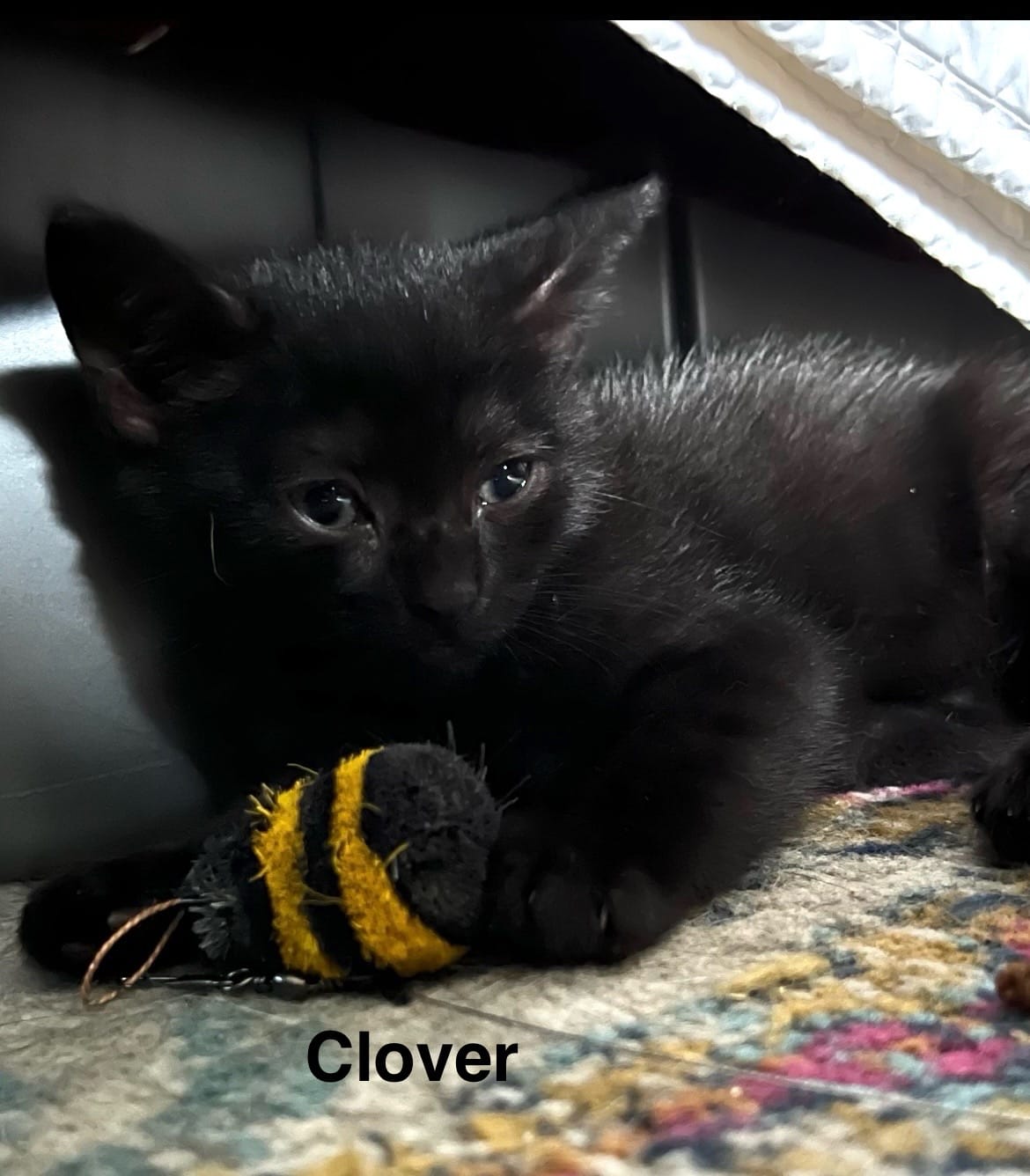 Cleo