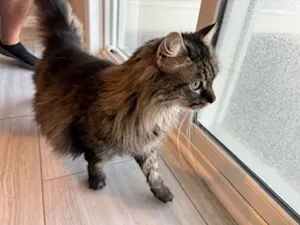 Nina