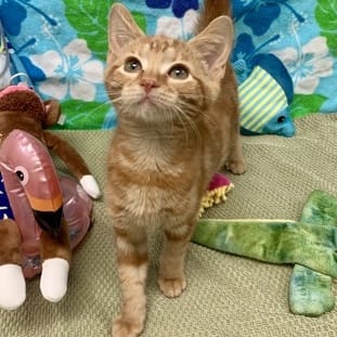 Ginger