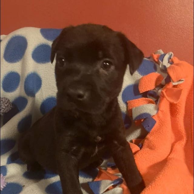 Roxy