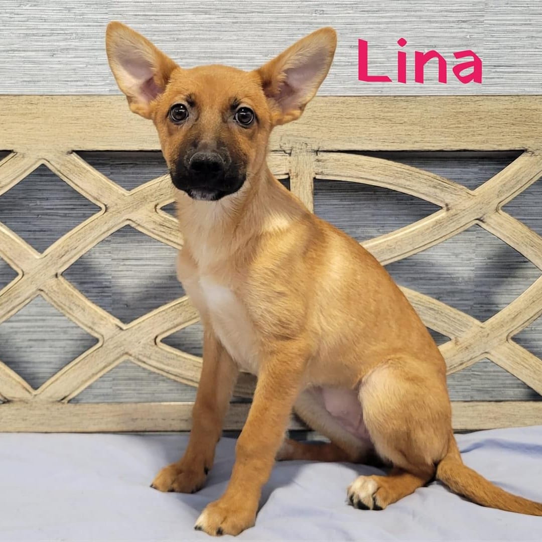 Lina