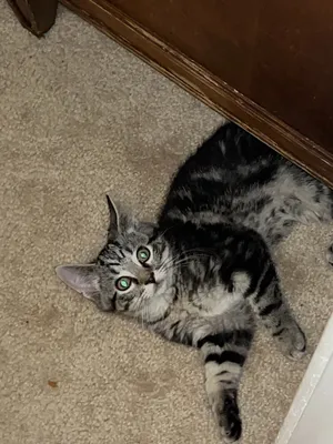 Jax