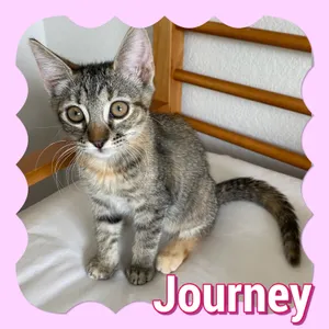 Journey