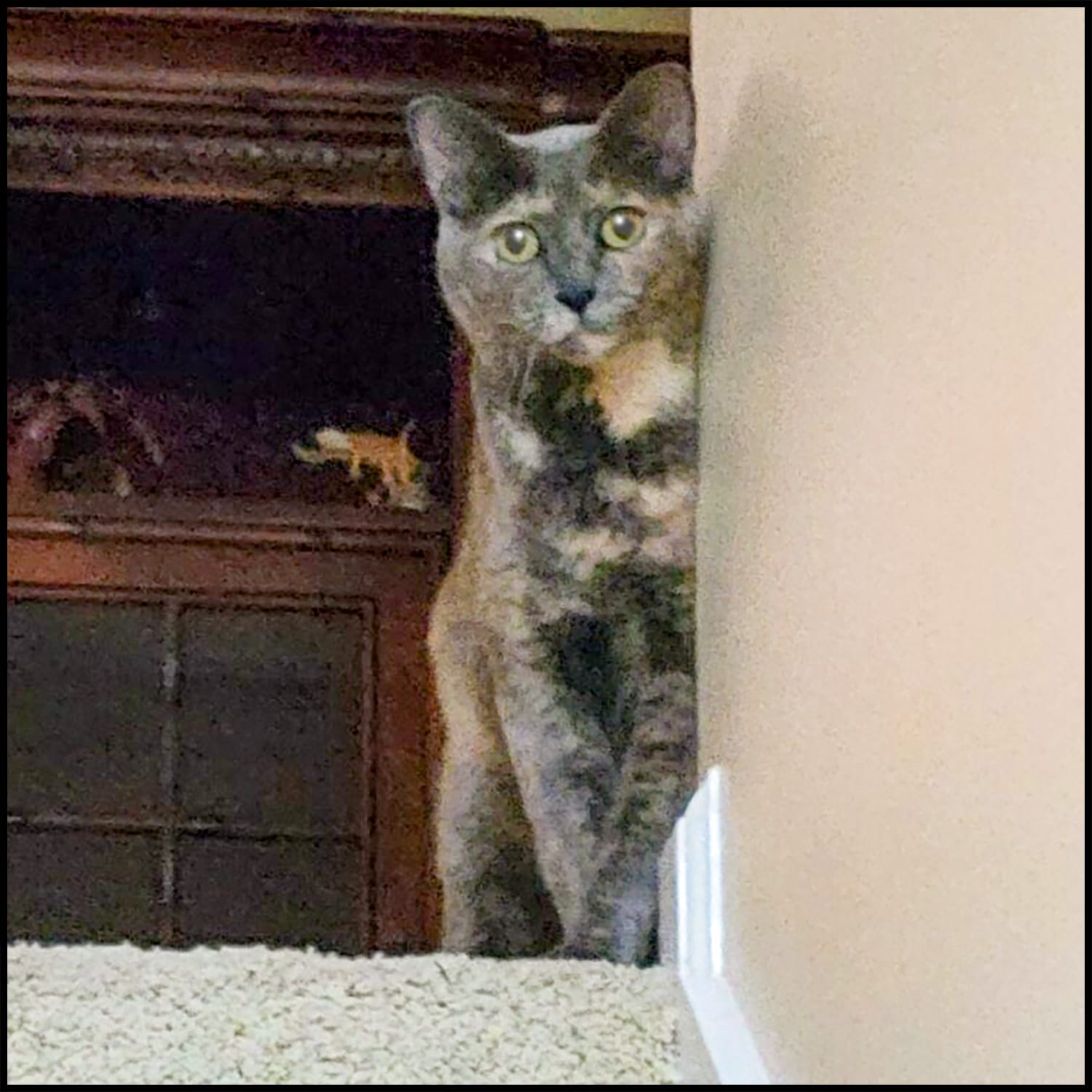 Gracie