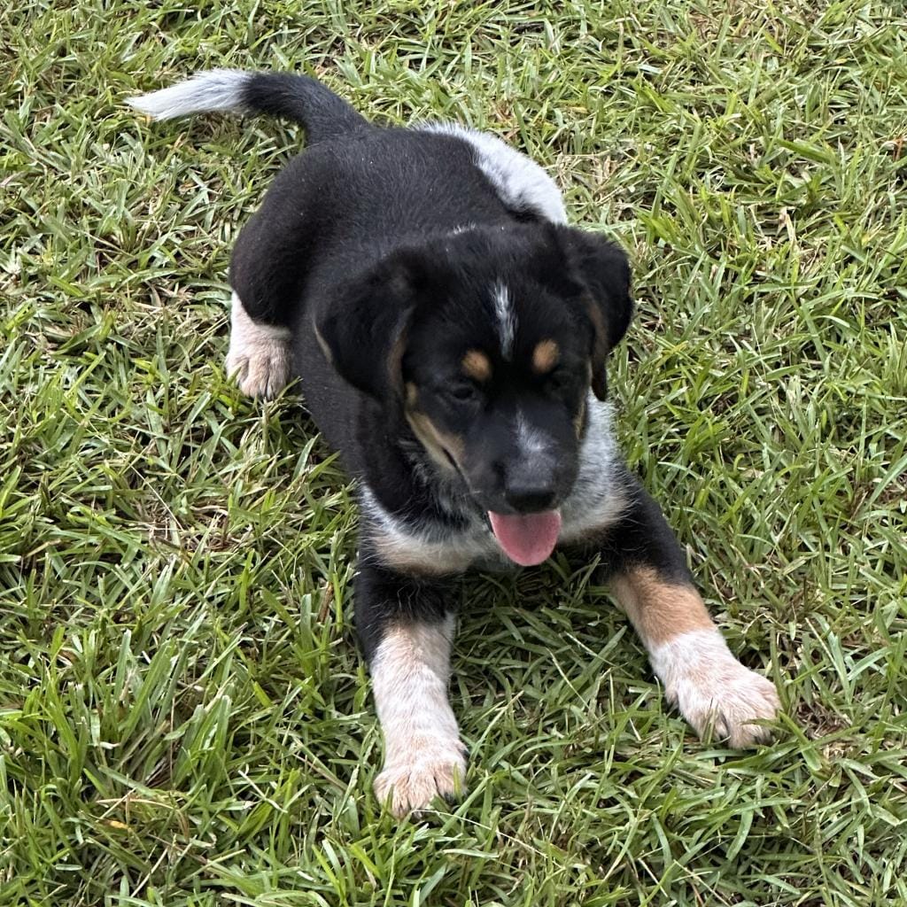 Oreo