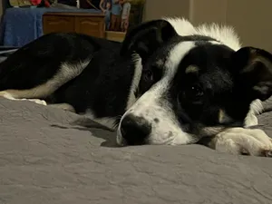 Loki