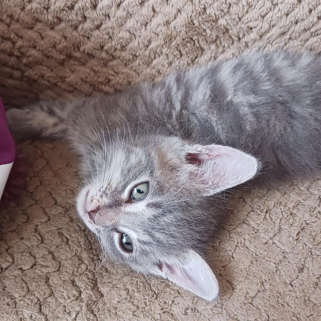 Flopsy