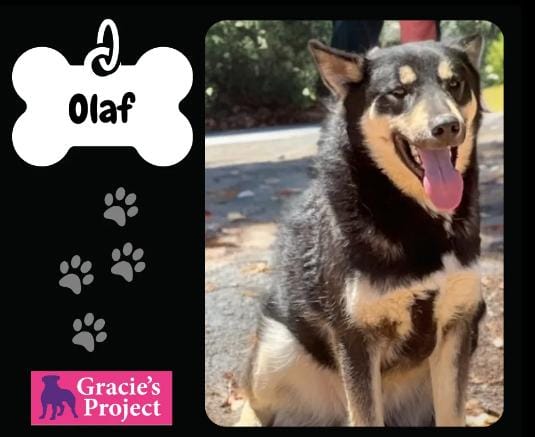 Olaf