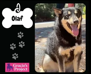 Olaf