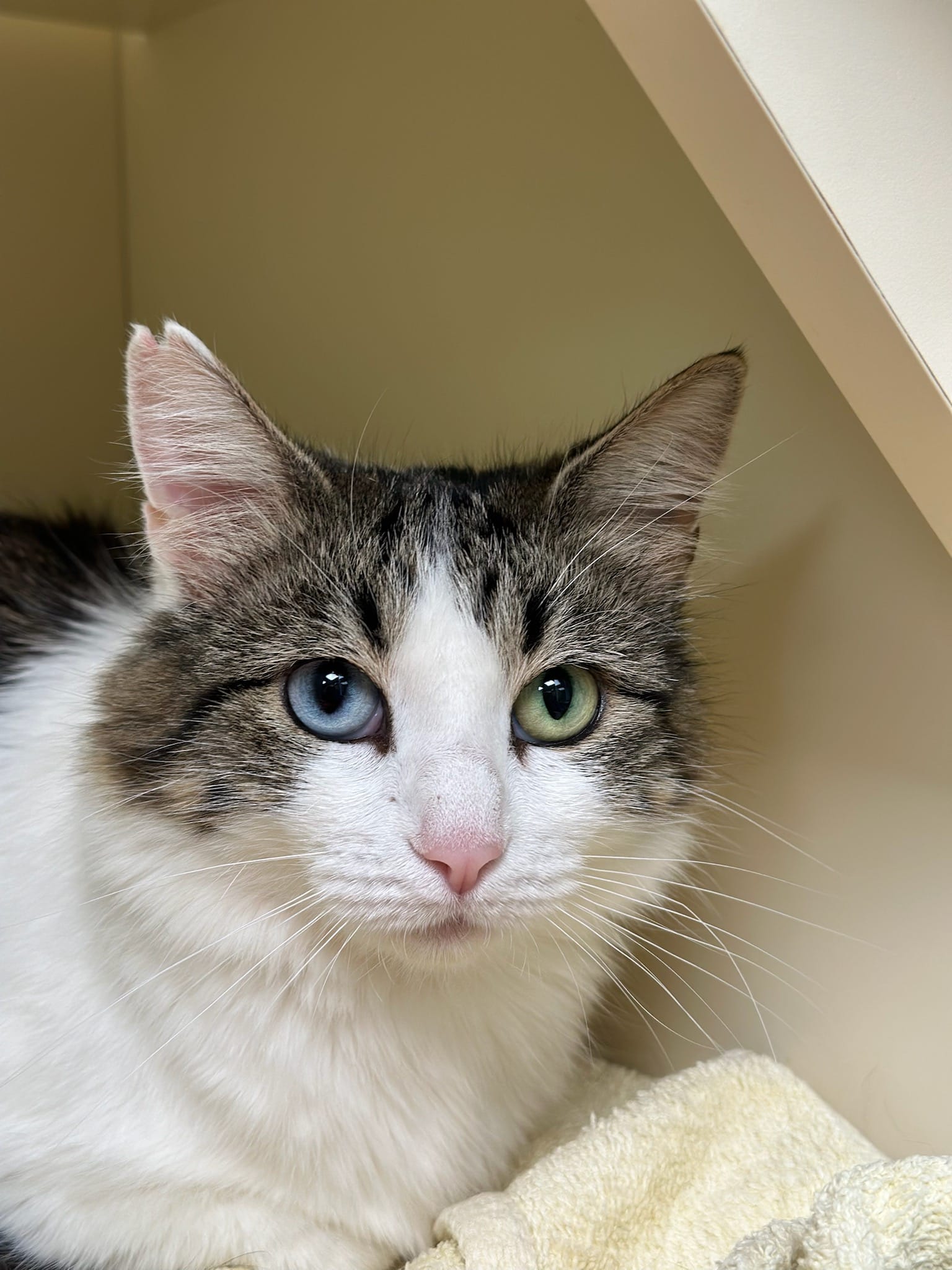 Mama