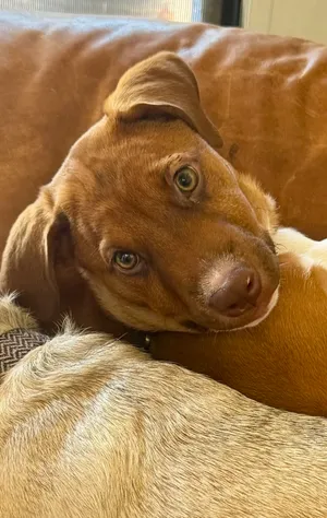 Louie
