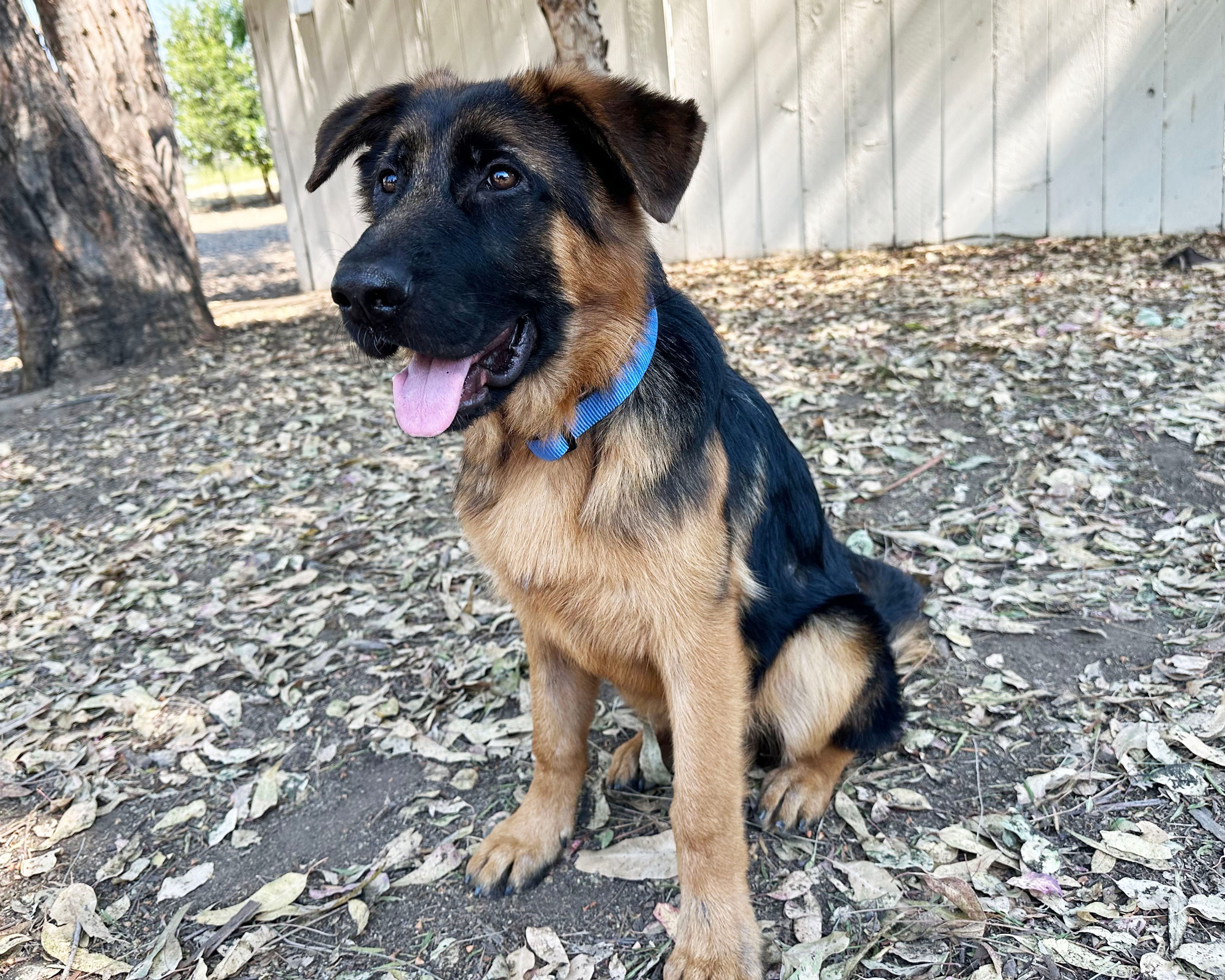 Axel