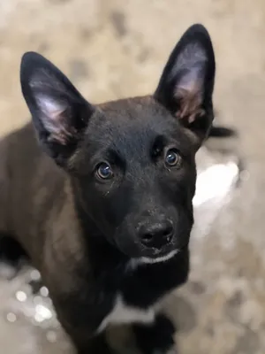 Angus