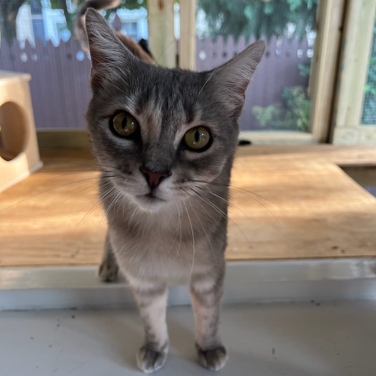Hazel
