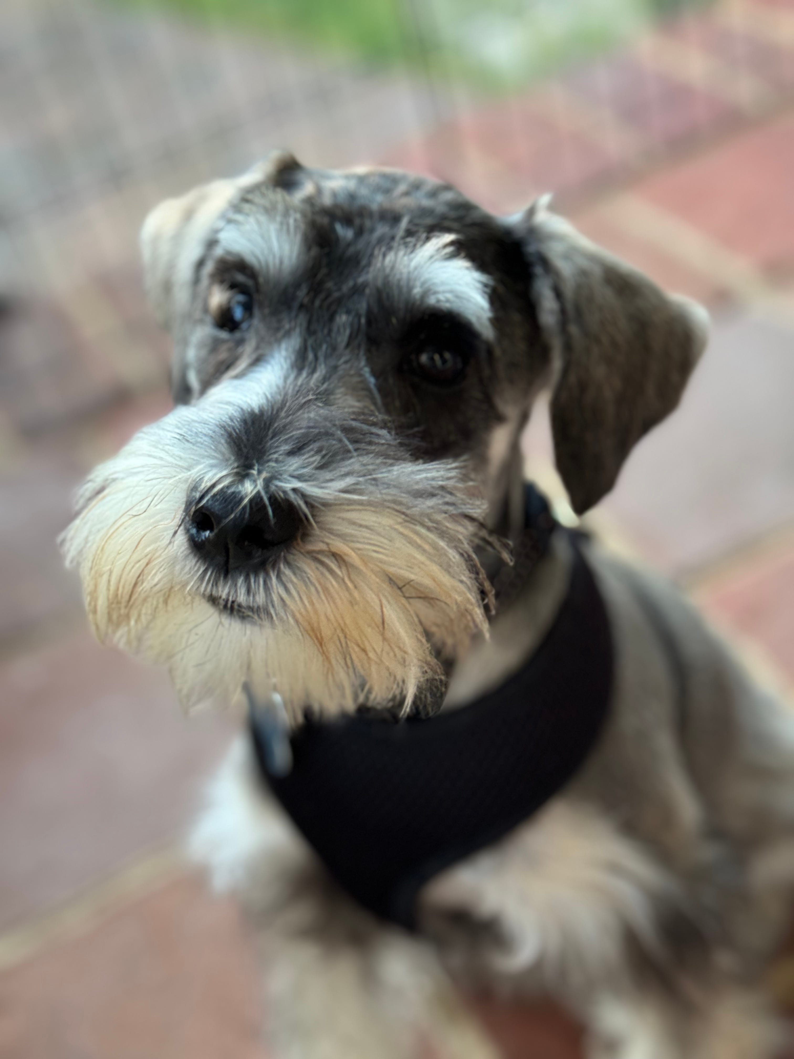 Sampson