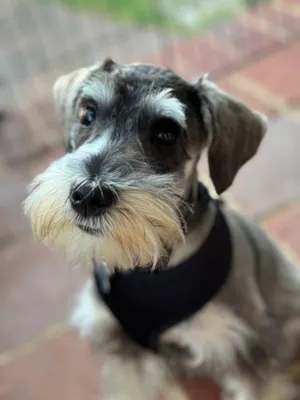 Sampson