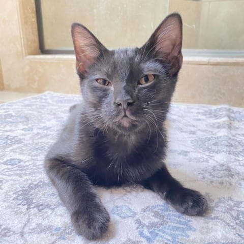 Coco