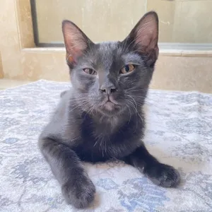 Coco