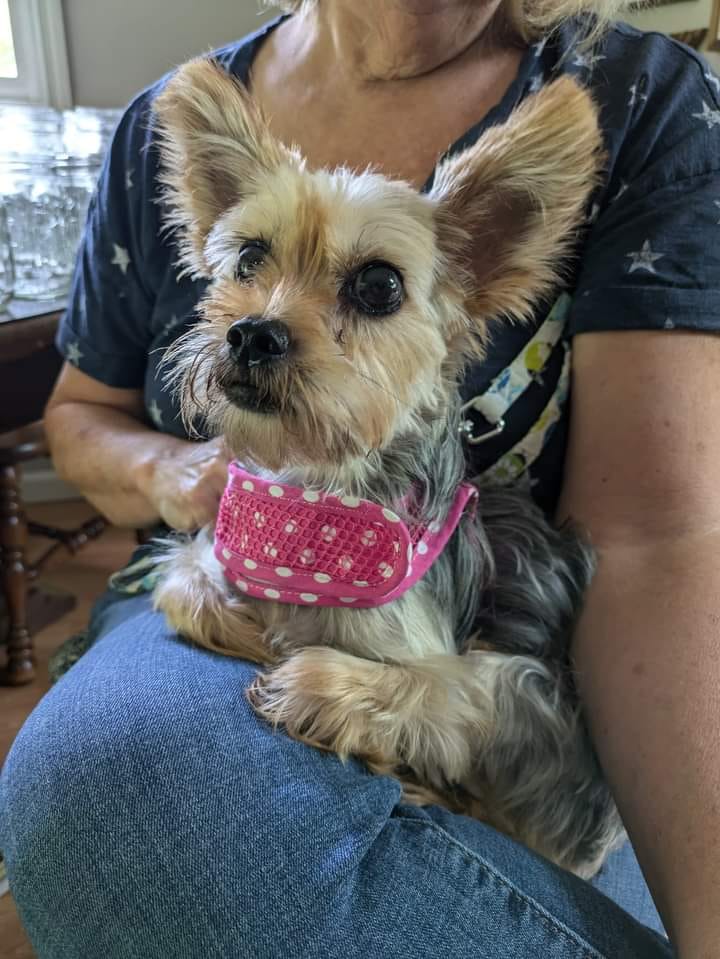 Lexi