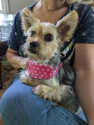 Lexi