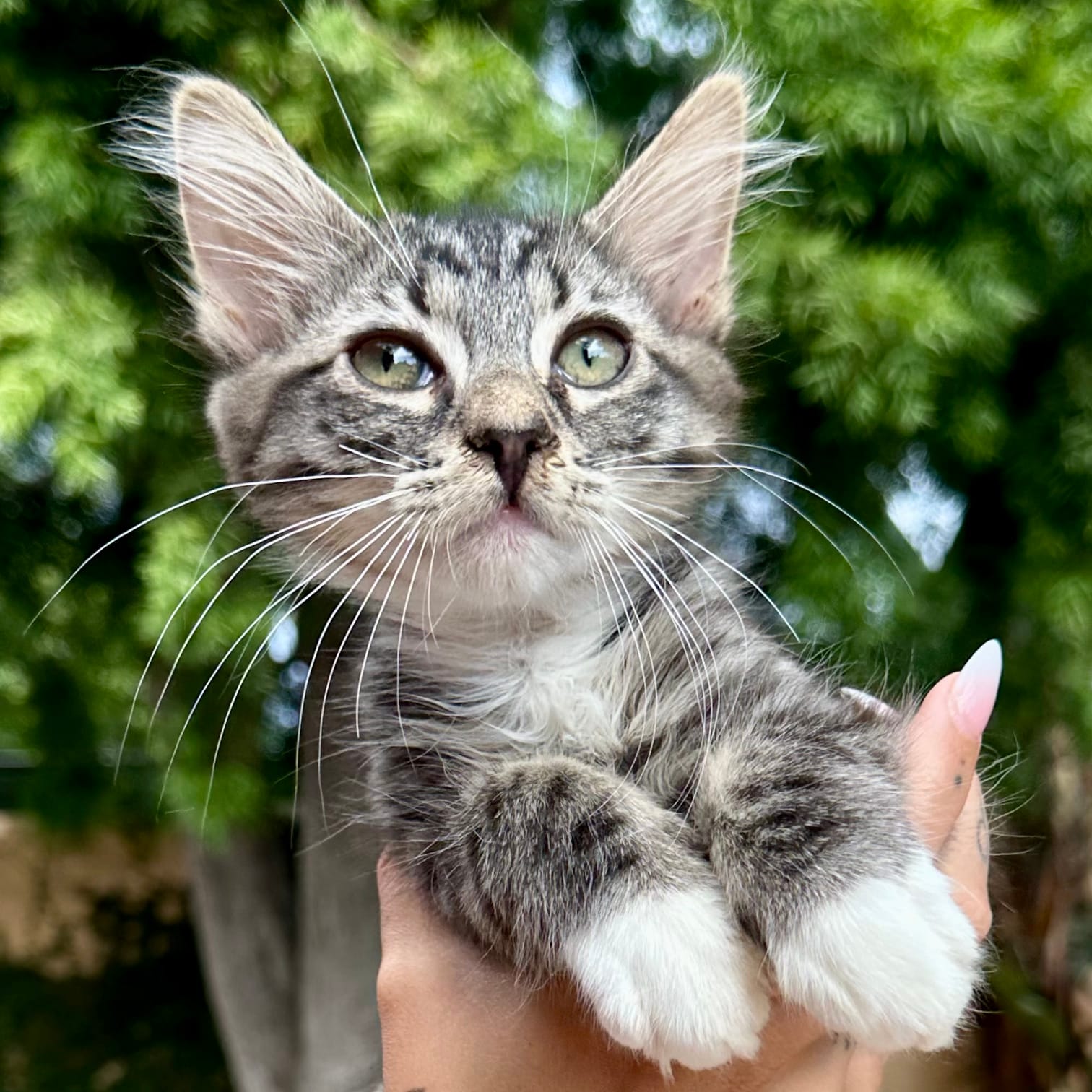 KitKat