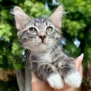 KitKat