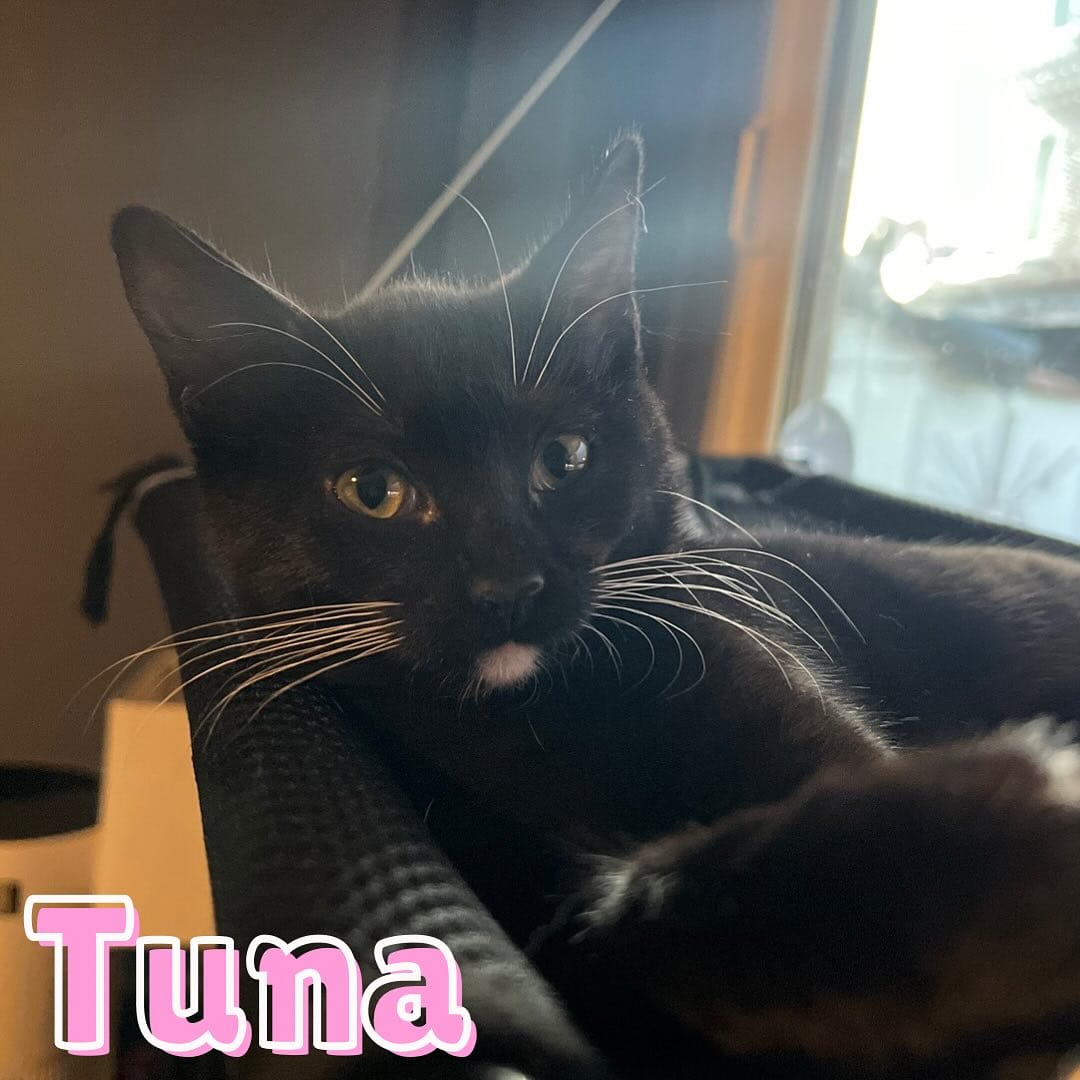 Tuna