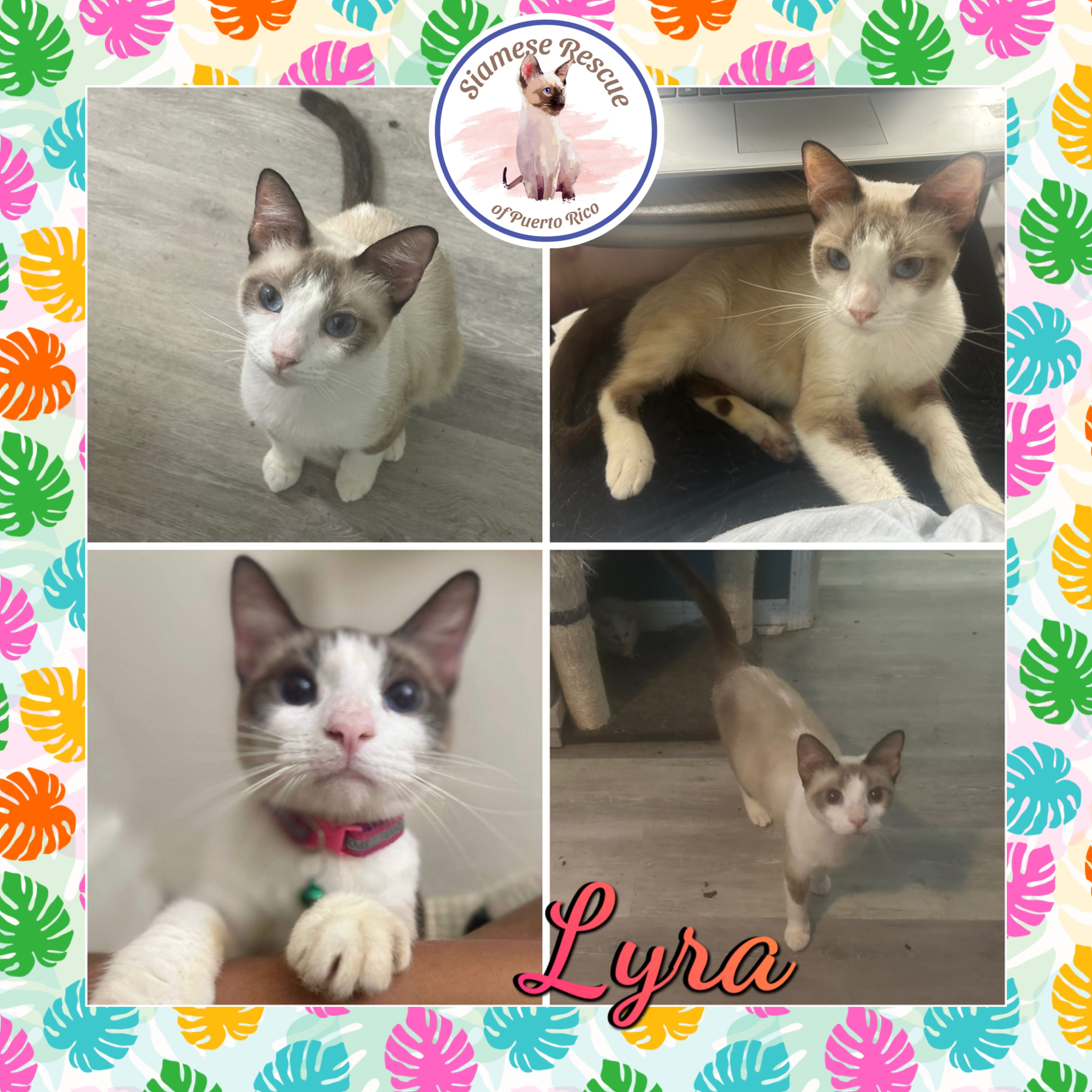 Lyra