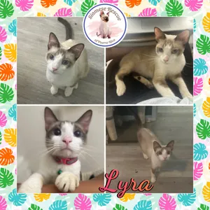 Lyra