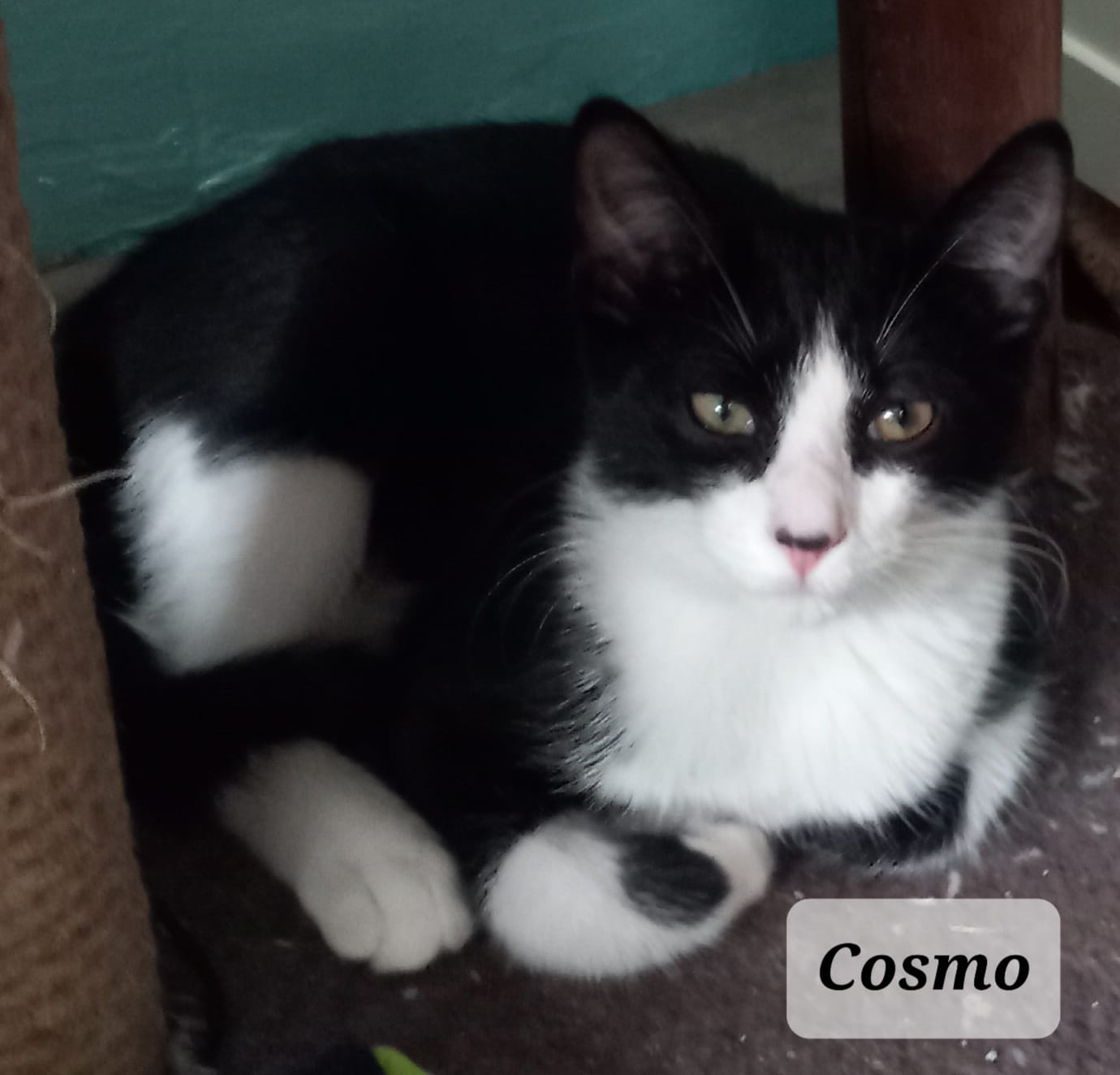 Cosmo