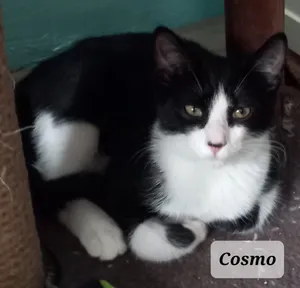 Cosmo