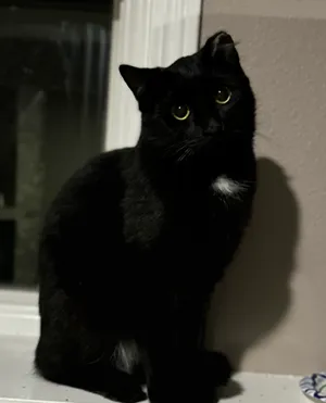 Jet