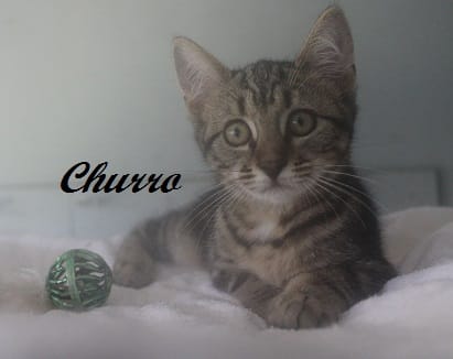 Churro